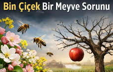 Tarımda "Bin Çiçek Bir Meyve" Çıkmazı: Arılar Olmazsa Soframız Boş Kalacak!