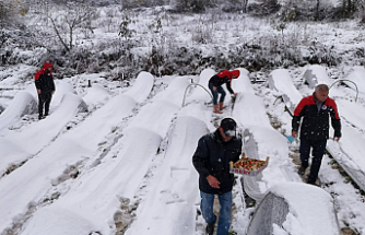 Samsun Alaçam'da Kar Altında Çilek Hasadı: Taleplere Yetişilemiyor!